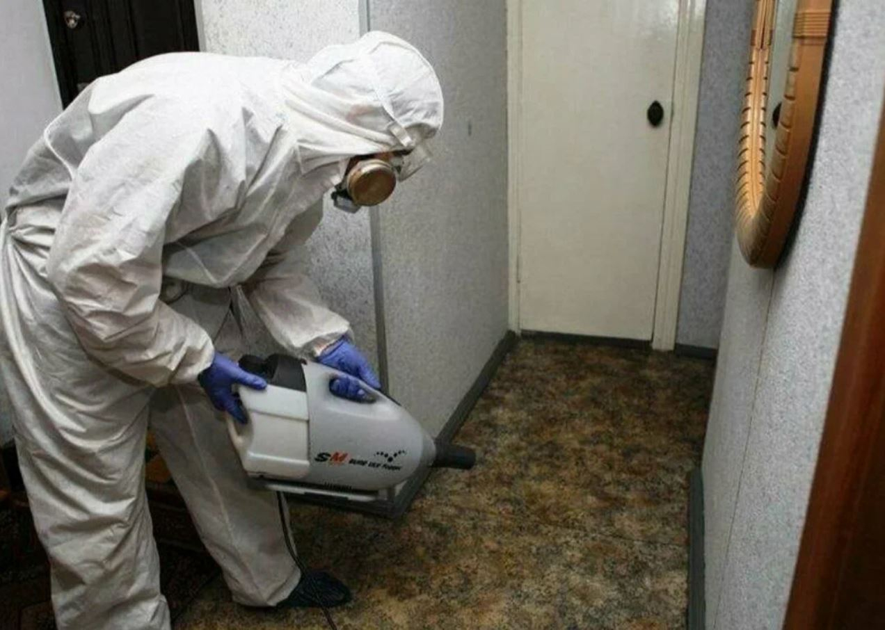 ФОТО Какие методы обработки для дезинсекции существуют в Богатых Сабах? | подробно