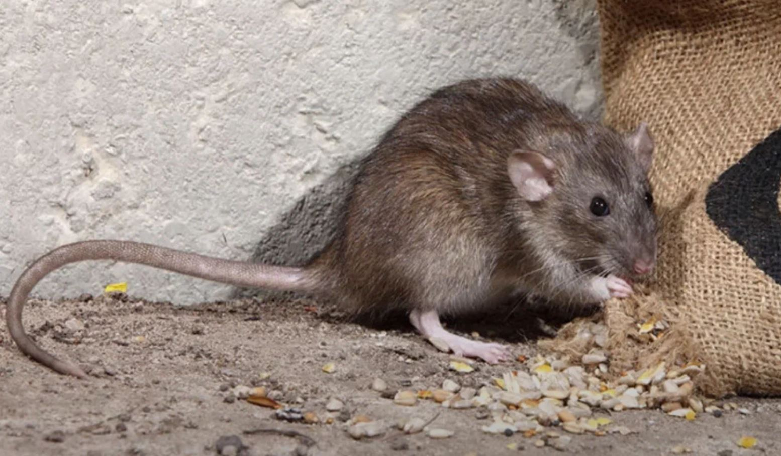 фото: Профессиональная дератизация в Богатых Сабах: <br/>+7-909-173-42-96