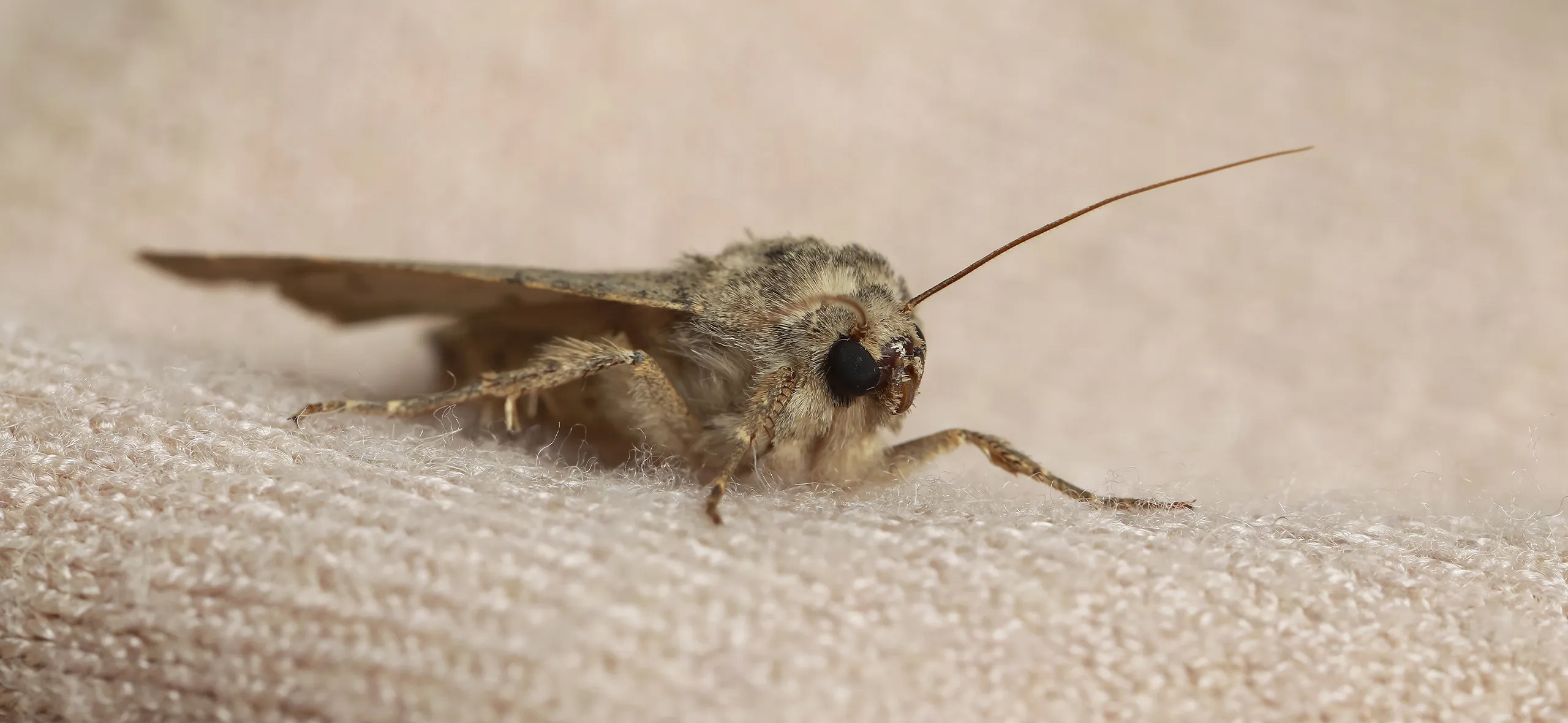 фото: Профессиональная обработка от моли в Богатых Сабах: <br/>+7-909-173-42-96